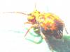 Dicyrtomina ornata